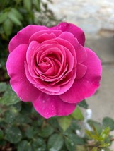 VP Fragrant-Large-Dark Pink Rose - 10 Seeds 2024 - Usa - $6.89