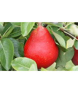25 Red Clapp&#39;s Favorite Pear Seeds Planting Fresh Seeds - $13.47 CAD