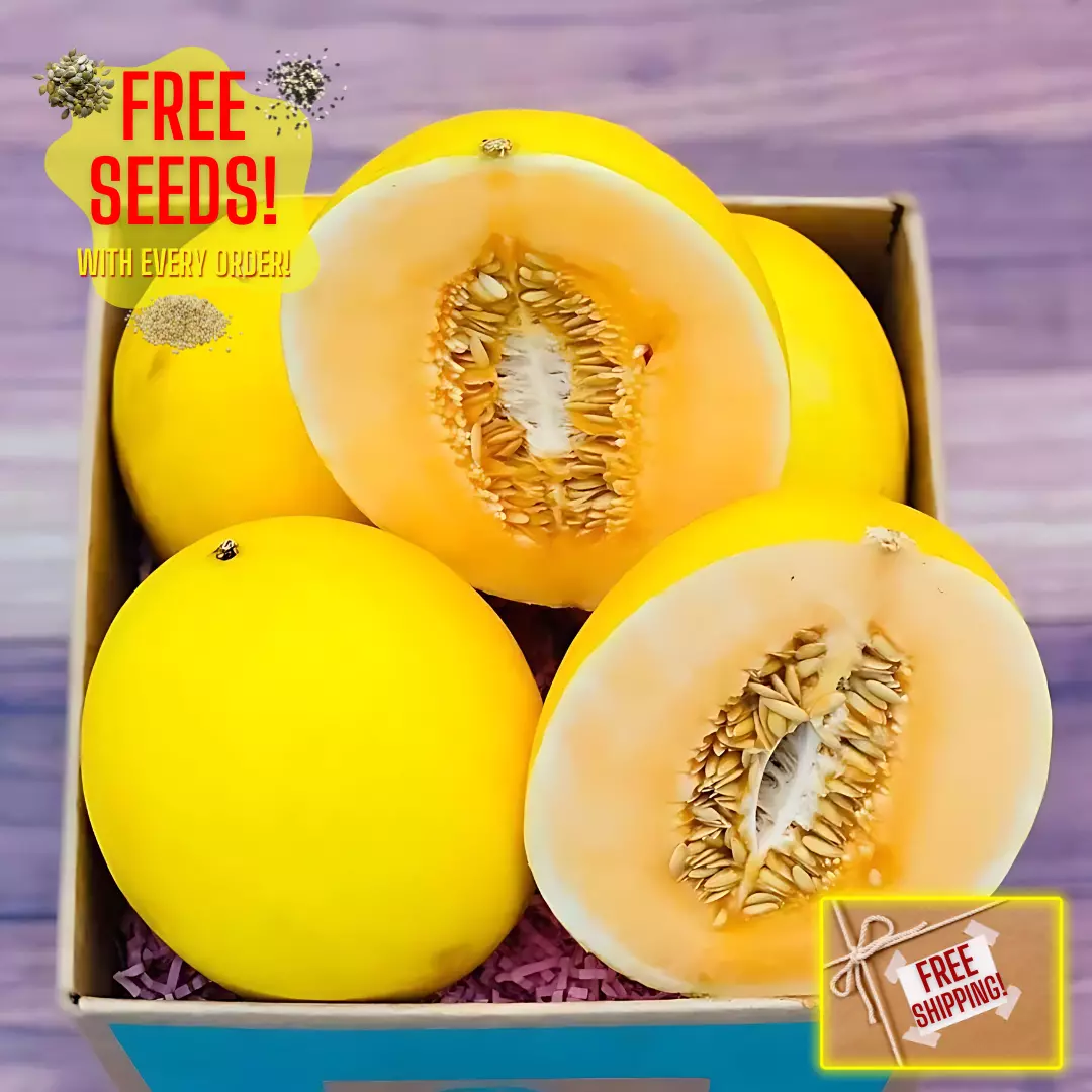 Fresh Juicy Canary Melon Seeds | Golden Yellow | Heirloom | Non-GMO | Fr... - $2.58