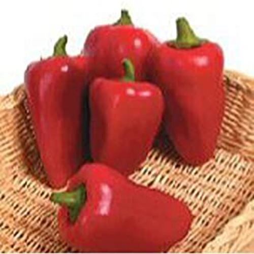 PM Lipstick Sweet Peppers Seeds (25+ Seeds)(More Heirloom, Organic, Non ... - $3.98