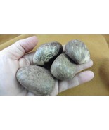 (TN19-4) 4 large natural Tagua Nut whole nuts craft Carving Dried plain ... - $23.36