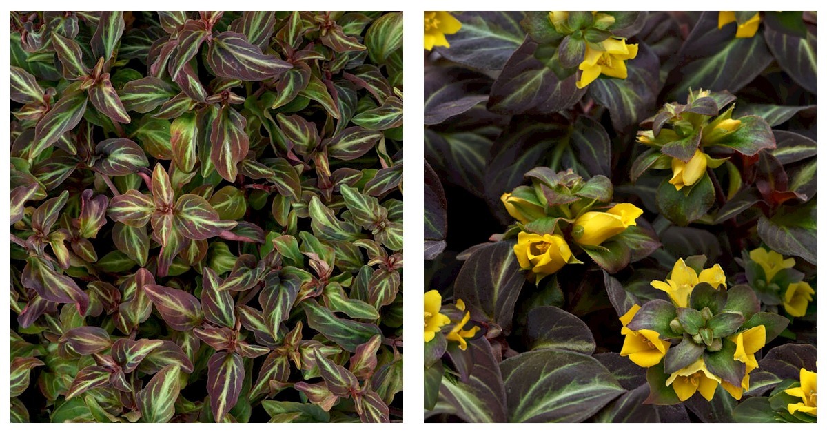 NEW ! Night Light Lysimachia - Moneywort - Live Plant - Quart Pot