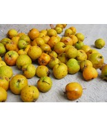 Yellow Tejocote (Crataegus Mexicana), 1 year old plant Mexican hawthorn - $145.67 CAD