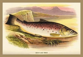 Great Lake Trout by A.F. Lydon - Art Print - $21.99+