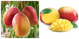 Big Grafted Ambika Mango (mangifera Indica Tropical Live Fruit Tree - $151.99