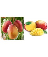 Big Grafted Ambika Mango (mangifera Indica Tropical Live Fruit Tree - $207.87 CAD