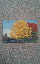 015 Vintage Postcard Florida Golden Shower Tree 1 Cent Stamp - £4.69 GBP