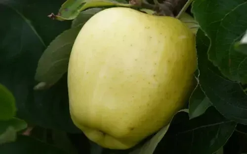 25+ Yellow Transparent Apple Seeds for Garden Planting - $12.00