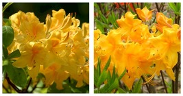 Aromi Azalea Rhododendron Deciduous Small Appalachian Gold Starter Plant - £41.42 GBP