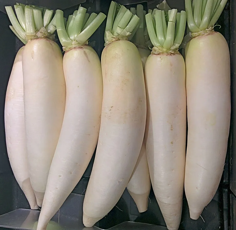 600+ Daikon Radish Seeds - $12.98