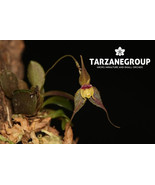 LEPANTHES GOSSAMERA MINIATURE ORCHID MOUNTED - $57.85