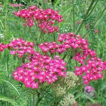 Fresh Seeds USA Seller Achillea Cerise Queen Yarrow 50 Flower Seeds - £9.82 GBP