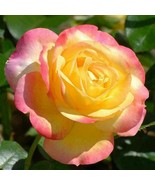 New Bella Roma Rose Bush Plant, 50 Seeds - $10.29