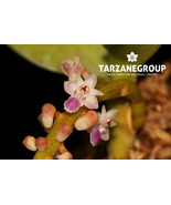 SMITINANDIA MICRANTHA SMALL ORCHID MOUNTED - €32,37 EUR