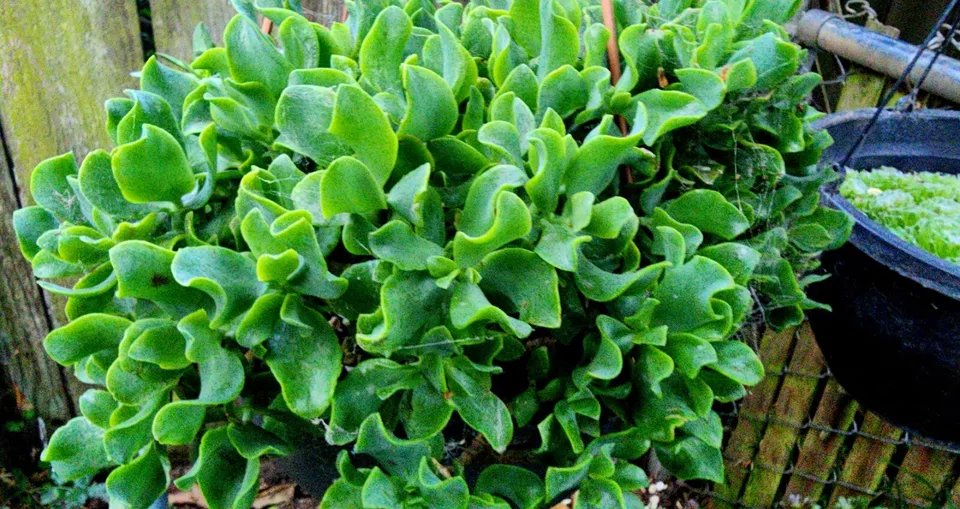 Crassula arborescens undulatifolia &#39;Ripple Jade&#39; Succulent Plant 8-15 in... - $10.00