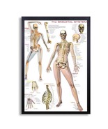 Framed Biology Posters 26&quot;x38&quot; (Skeletal System) - $98.01