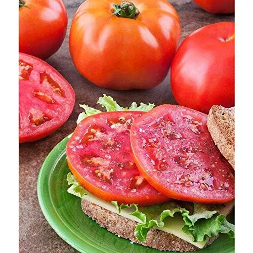 50 Seeds Amelia Tomato Vegetable Tomatoe Garden New Fresh Seeds USA - $7.32