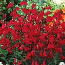 Penstemon EATON&#39;S Red Hummingbird Perennial Beardtongue USA Non-GMO 100 Seeds! - £10.26 GBP