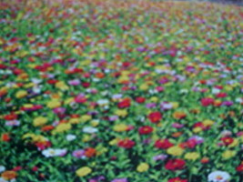 1/3 Pound (5.5 Ounces) Low Ground Cover Wildflower Seed 20 Variety Mix Of Seeds - £31.97 GBP