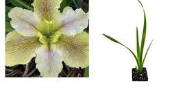 Live Plant Louisiana Iris &#39;Wow Factor&quot; Native American Wildflower Iris - GARDEN - £35.16 GBP