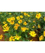 6 Sunchoke Tubers/Plants Fuseau Helianthus tuberosa Sunroot Jerusalem Ar... - €28,51 EUR