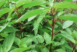 Red Egyptian Spinach Molokhia Jute 400 Seeds Fresh Garden - £11.76 GBP