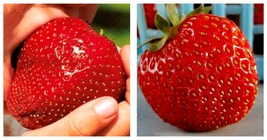 200 Seeds Super Giant Strawberry Fruit Seed Apple Sized - £10.22 GBP