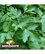 VT Italian Dark Green Parsley Seeds 500 Seeds Heirloom Non-Gmo 1135 Fast... - $9.39