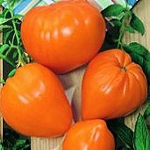 USA Seller Orange Strawberry Tomato Seeds Fast Shipping - $12.80