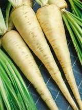 Parsley Hamburg Rooted Seeds 500 Herb Fresh Garden Fast Shipping - $3.78