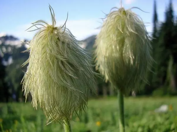 US Seller Anemone Occidentalis Western Anemone Western Pasqueflower 10 Seed - £23.76 GBP