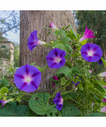 Purple Corrugated Double Morning Glory - 10 Seeds - $5.75
