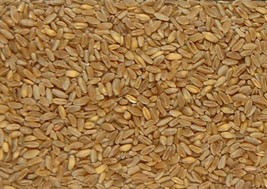Durum Wheat Kernels - $61.28