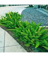 LWK 20 Asparagus Foxtail Fern Seeds Myers House Tropical Flower Fast Shi... - $37.20 CAD