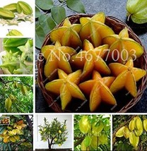 50 pcs Carambola Seeds - 2 Types Available FRESH SEEDS - £5.64 GBP