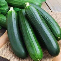 25 + Seeds  Tendergreen Burpless Cucumber Planting Edible Food Easy To Grow Gard - $8.94