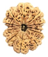 Rare Super Collector 11 Mukhi Rudraksha With 11 Complete Seeds - 32.86mm... - $668.25
