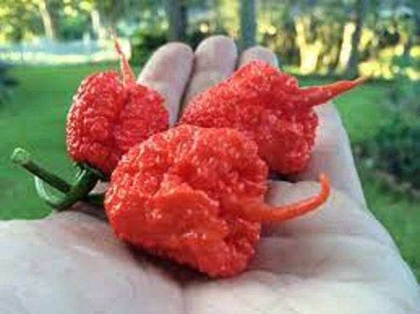 25 Seeds 7 Pot Primo Pepper Garden Vegetables Planting US Fast Shipping - $68.16 MXN