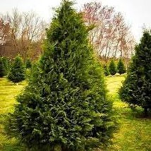 Murray Cypress 2.5 Inch Pot New Fresh Garden - $26.88