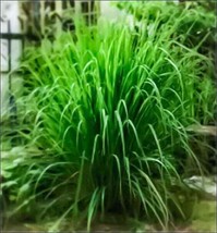 Lemongrass Seeds - Non Gmo - Heirloom Seeds – Herb Seeds FRESH - £8.41 GBP