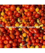 VT Tomato Mix Rainbow Cherry Tomatoes Heirloom Indeterminate Non GMO 100... - $217.78 MXN
