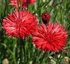 Bachelor Button, Tall Red Seeds, 200 Seeds, Beautiful Bright Red Colored Blooms. - £4.81 GBP
