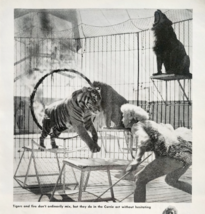 1960 Evelyn Currie Circus Lion Tiger Tamer Popular Science Article Page ... - $24.99