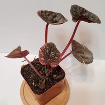 Red Ripple Plant, Peperomia Caperata, 2 inch Live Plant, House Plant image 2