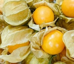 US Seller Cape Gooseberry Seeds 100+ Large Fruit Berry Seeds Husk Tomato Goldenb - £7.31 GBP