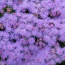 Us Seller Floss Flower Ageratum Blue Mink Dwarf Purple Flowers Usa Non-GMO 200 S - £4.73 GBP