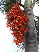 Foxtail Palm Wodyetia bifurcata Organic 10 Seeds GTL09 - £27.02 GBP