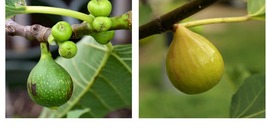 1 Live Plant Fig Trees “Kadota” COLD HARDY Gardening - £31.96 GBP