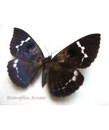 Rare Giant Fruit-Piercing Owl Moth Erebus Glaucopis Framed Entomology Sh... - $98.00
