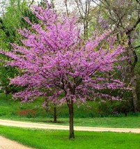 Eastern Redbud Tree Cercis Live Plant 2.5 Qt USA Seller - £50.71 GBP